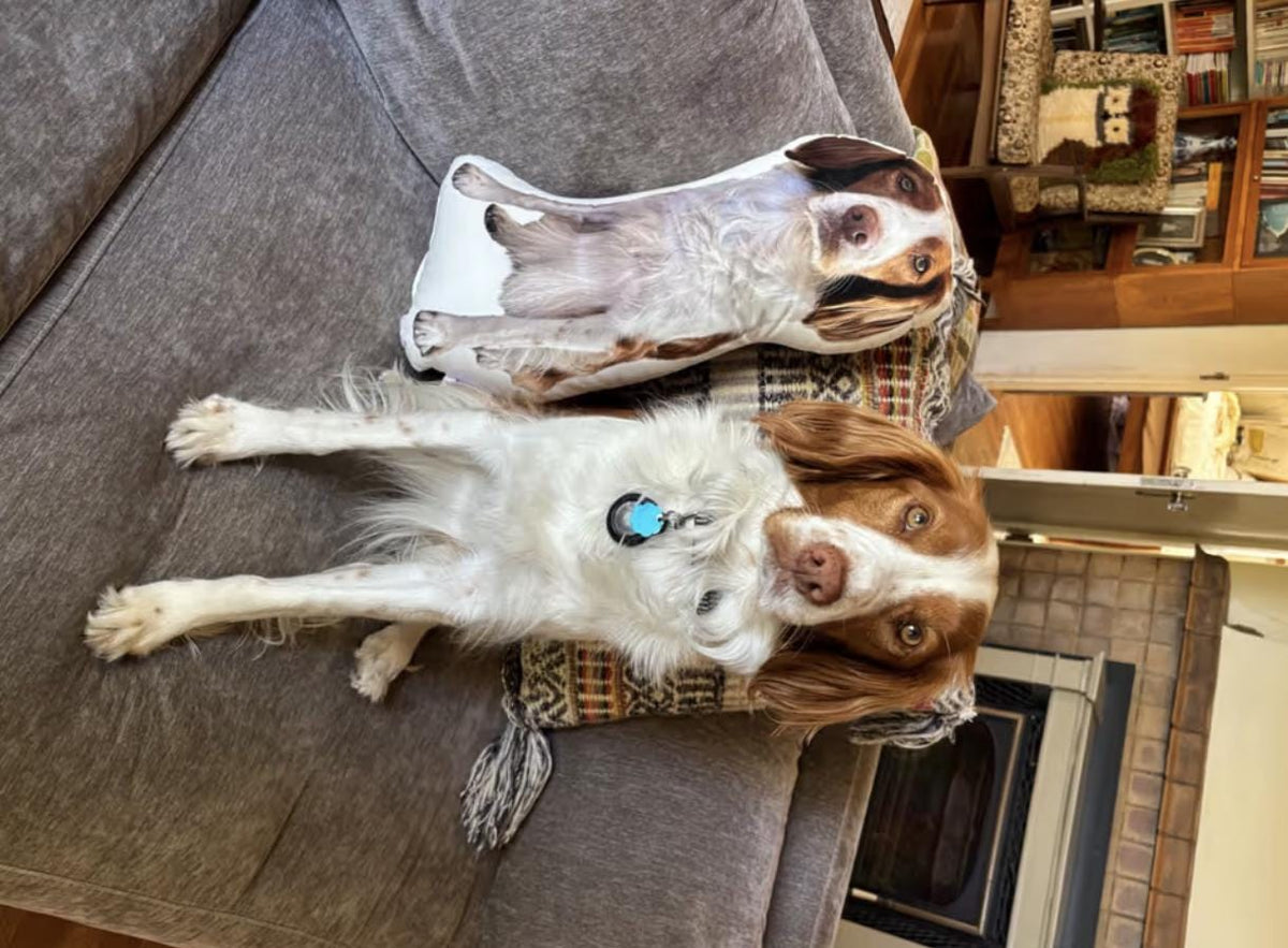 A white and brown Brittany spaniel dog sits on a couch next to a custom-shaped throw pillow featuring a photographic print of the same dog. The dog wears a blue circular collar tag, and the pillow replicates the dog's head and body.