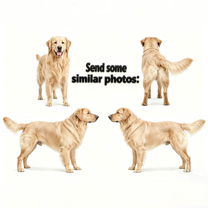 May include: Four golden retrievers are featured against a white background. The dogs are in various poses, including standing, side profiles, and a rear view. The text "Send some similar photos:" is displayed in the center.