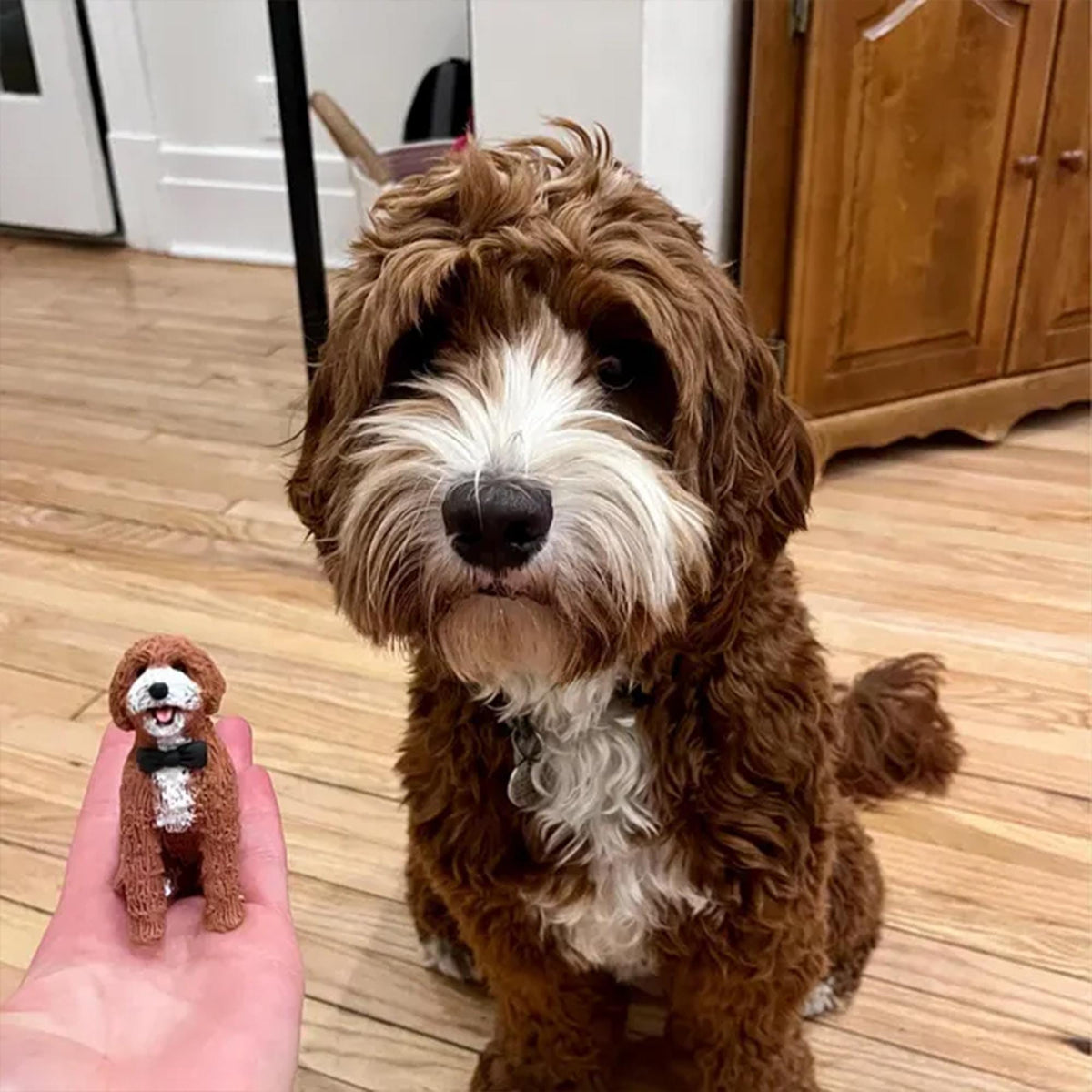 May include: A brown and white Goldendoodle dog sits on a wooden floor next to a miniature replica of itself. The miniature dog has a black bow tie and white chest. The larger dog has brown fur with white markings on its chest and face.